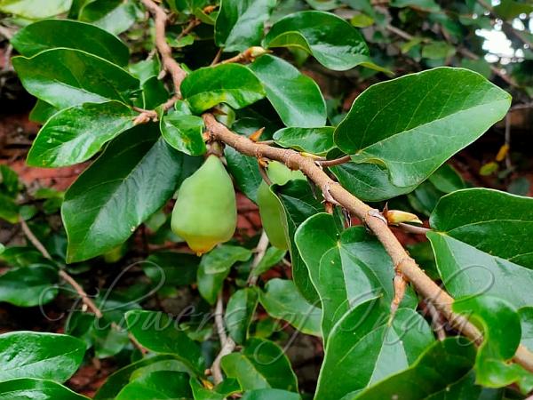 Climbing Fig